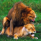 One of the millions of lionesses trapped in an abusive relationship.